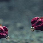 Cara bermain Sabung Ayam : Penjelasan Dan Cara Bermain Sabung Ayam