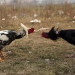 Fakta Curang Sabung Ayam : Apakah Bandar Judi Sabung Ayam Bisa Mencurangi