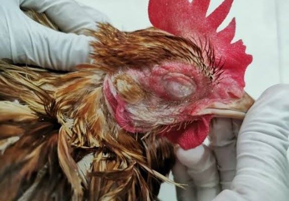 Mengatasi Ayam Lesu : Ayam Ngantuk Sesuai dengan Penyakitnya